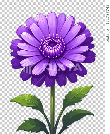 Beautiful bouquet of purple chrysanthemums blooming in summer garden on white background. 131787743