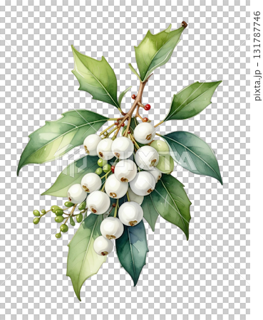 Single oak branch with fresh green leaves and berries on white background. 131787746