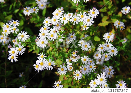 ヨメナ ヨメナ 131787847