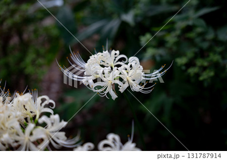 白い彼岸花 白い彼岸花 131787914