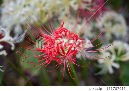 秋に咲く彼岸花 131787915