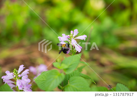 花の蜜を吸うミツバチ 131787917