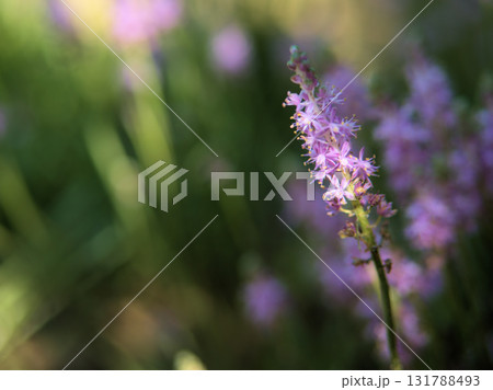 9月に咲いた薄紫色のツルボ 9月に咲いた薄紫色のツルボ 131788493