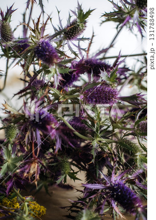 Freshly foraged Echinops ritro thistle with spiky green leaves and spherical violet flower heads on a rustic surface. Wildcraft floristry, native plants, seasonal foraging, sustainable design 131788498