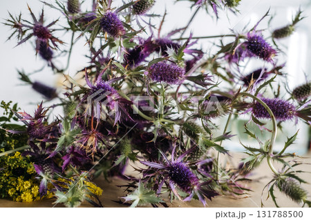 Freshly foraged Echinops ritro thistle with spiky green leaves and spherical violet flower heads on a rustic surface. Wildcraft floristry, native plants, seasonal foraging, sustainable design Freshly foraged Echinops ritro thistle with spiky green leaves and spherical violet flower heads on a rustic surface. Wildcraft floristry, native plants, seasonal foraging, sustainable design 131788500