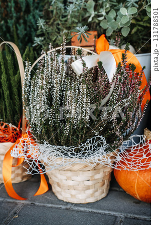 Outdoor florist display featuring potted heather, evergreens, silver foliage, and a pumpkin styled with ribbons and lace. Autumn retail styling, festive floristry, harvest decor, small business  Outdoor florist display featuring potted heather, evergreens, silver foliage, and a pumpkin styled with ribbons and lace. Autumn retail styling, festive floristry, harvest decor, small business  131788501