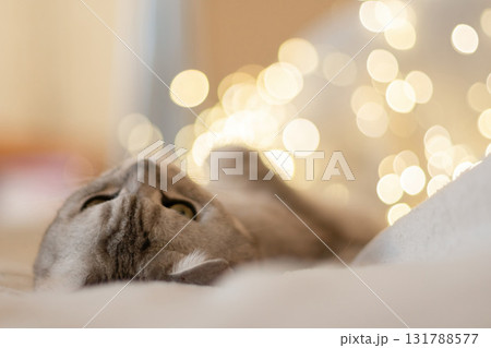 A cat laying on a bed with a blurry background. The cat is looking at the camera with its eyes wide open. A cat laying on a bed with a blurry background. The cat is looking at the camera with its eyes wide open. 131788577