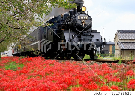 真岡鐵道「彼岸花咲く沿線風景を走るSLもおか号」 131788629