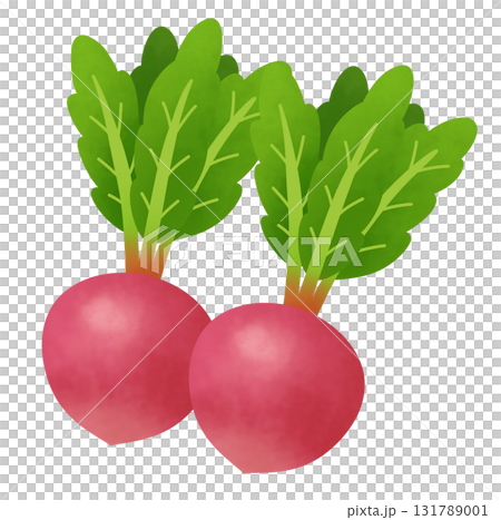 Illustration of two red turnips 131789001