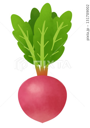 赤カブのイラスト 131789002