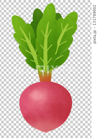 Illustration of red turnip 131789002