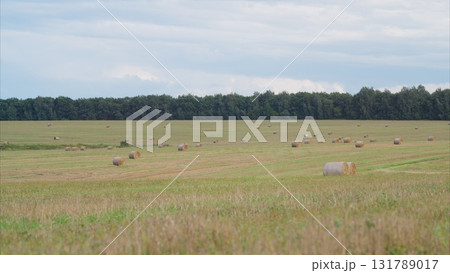 A serene and picturesque pastoral landscape featuring grazing livestock in a beautiful setting 131789017