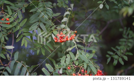 Vibrant and beautiful mountain ash Red Berries nestled on lush Green Leaves in their natural habitat Vibrant and beautiful mountain ash Red Berries nestled on lush Green Leaves in their natural habitat 131789141