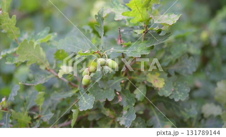 Green Acorns Nestled on a Leafy Branch Surrounded by an Abundance of Foliage and Nature Green Acorns Nestled on a Leafy Branch Surrounded by an Abundance of Foliage and Nature 131789144