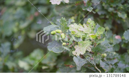 The Young Oak Acorns are beautifully displayed on a Branch amid Natural Greenery all around 131789148
