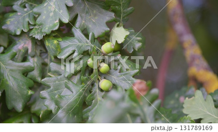 Newly Emerging Green oak Fruits are Blossoming on a Lush Leafy Branch in Natures Landscape Newly Emerging Green oak Fruits are Blossoming on a Lush Leafy Branch in Natures Landscape 131789169