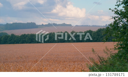 Beautiful and Scenic Rural Landscape Featuring Lush Fields, Trees, and Vast Skies Above Beautiful and Scenic Rural Landscape Featuring Lush Fields, Trees, and Vast Skies Above 131789171