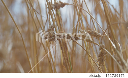 The Stunning and Beautiful Golden Wheat Fields Majestically Bathed in Gorgeous Natural Light 131789173