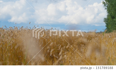 A Scenic Golden Wheat Field Under a Beautiful Blue Sky Filled with Fluffy White Clouds 131789188