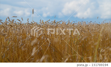 A Golden Field Stretching Under an Expressive and Colorful Sky Decorated with Clouds A Golden Field Stretching Under an Expressive and Colorful Sky Decorated with Clouds 131789194
