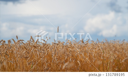 A Stunning Golden Wheat Field Under a Vast, Cloudy Sky That Fully Wraps Around It A Stunning Golden Wheat Field Under a Vast, Cloudy Sky That Fully Wraps Around It 131789195
