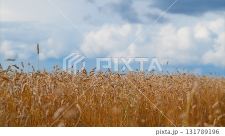 A picturesque golden field beautifully stretches under a vast, cloudy sky in natures splendor A picturesque golden field beautifully stretches under a vast, cloudy sky in natures splendor 131789196