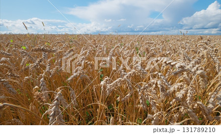 A Beautiful Golden Wheat Field is Set Against a Bright and Expansive Sky Above, Truly Magnificent A Beautiful Golden Wheat Field is Set Against a Bright and Expansive Sky Above, Truly Magnificent 131789210