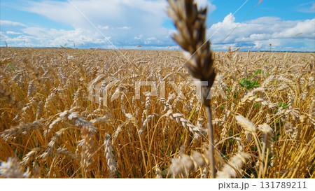 Lush Golden Wheat Field Sprawling Under a Clear Blue Sky Decorated with Fluffy Clouds Lush Golden Wheat Field Sprawling Under a Clear Blue Sky Decorated with Fluffy Clouds 131789211