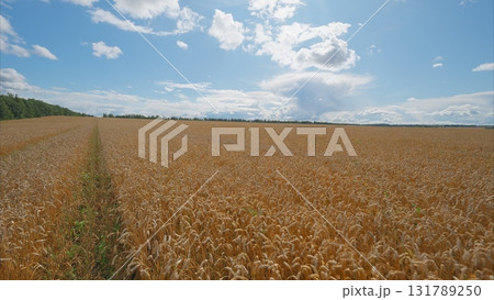 Golden Wheat Fields Stretching Out As Far As The Eye Can See Under A Beautiful Bright Blue Sky Above 131789250