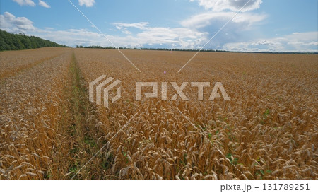 A Beautiful Golden Wheat Field Under a Bright and Vibrant Sky That Inspires Serenity 131789251