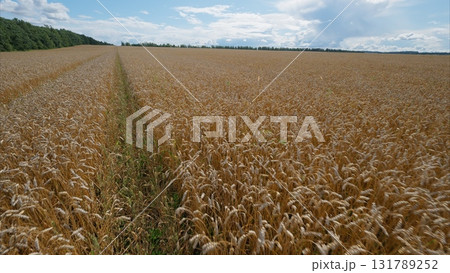 A beautiful wheat field lies under a clear blue sky, ideal for farming activities 131789252