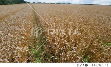 A Stunningly Beautiful Golden Wheat Field Stretching Out Under a Clear Blue Sky Above It A Stunningly Beautiful Golden Wheat Field Stretching Out Under a Clear Blue Sky Above It 131789253