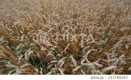 A Beautiful Golden Field of Lush Grassy Textures Bathed in the Warm Light of Dusk A Beautiful Golden Field of Lush Grassy Textures Bathed in the Warm Light of Dusk 131789263