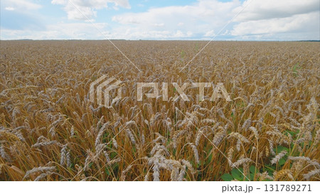 A Vast Expanse of Golden Wheat Fields that Stretch Out Under the Beautiful Clear Blue Sky Above 131789271