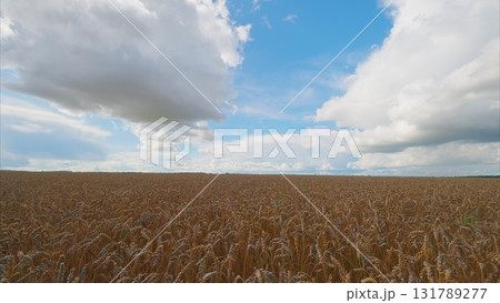 A Serene Wheat Field Sprawling Beautifully Under a Bright Blue Sky Filled with Fluffy Clouds A Serene Wheat Field Sprawling Beautifully Under a Bright Blue Sky Filled with Fluffy Clouds 131789277
