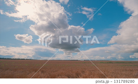 A Serene Cloudy Sky Spreading Over A Beautiful Golden Field Under The Calm Atmosphere 131789280