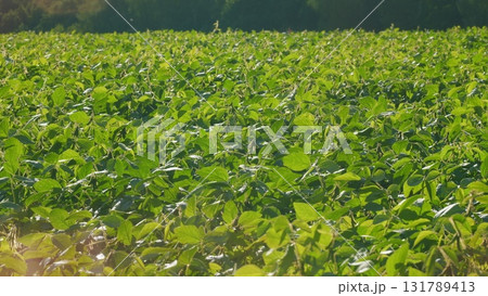 A Lush Green Soybean Field Flourishing Under the Bright and Warm Sunshine in Springtime A Lush Green Soybean Field Flourishing Under the Bright and Warm Sunshine in Springtime 131789413