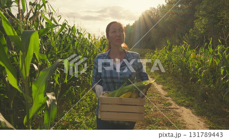 A woman is diligently harvesting corn in a sunny field, enjoying the vibrant nature around her A woman is diligently harvesting corn in a sunny field, enjoying the vibrant nature around her 131789443