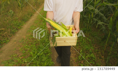 Harvesting Fresh Corn from the Eloquent Field of Production and Agriculture Efforts 131789449