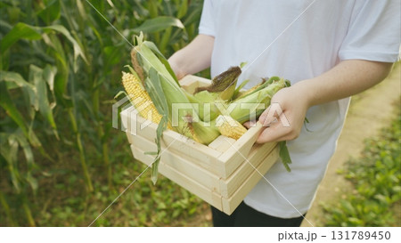 The Process of Harvesting Fresh Corn in a Beautiful Green Field Filled with Sunshine 131789450