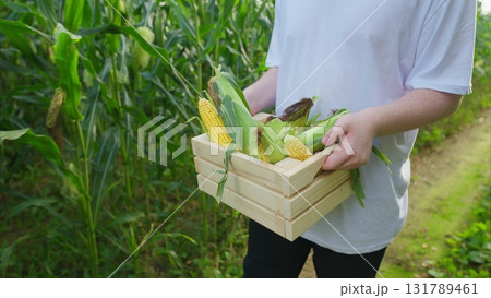 Harvesting Fresh Corn in the Vast Open Field for Delicious and Healthy Eating Options 131789461
