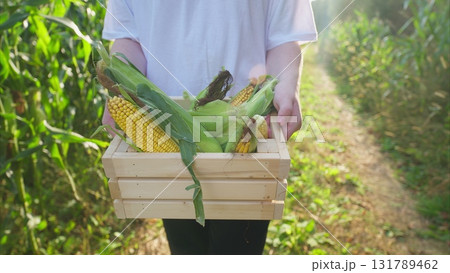 Gathering Freshly Picked Corn in a Beautifully Sunlit Field of Greenery and Life Gathering Freshly Picked Corn in a Beautifully Sunlit Field of Greenery and Life 131789462