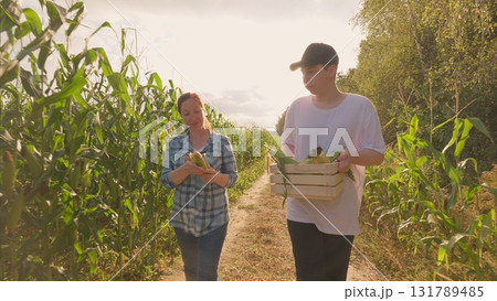 Harvesting Fresh Produce Amidst the Sunlit Cornfield in a Picturesque Countryside Landscape 131789485
