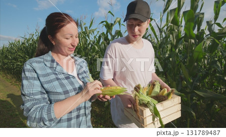 Harvesting Corn Together An Exciting and Joyful Farming Experience in the Countryside 131789487