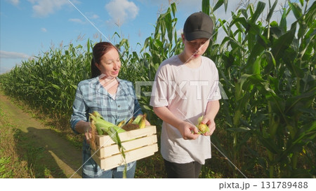 Harvesting corn in a sunny field, enjoying a rewarding experience with community and nature 131789488