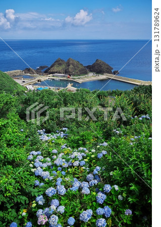 夏の竜飛岬 あじさい満開の階段国道339号から帯島を臨む 夏の竜飛岬 あじさい満開の階段国道339号から帯島を臨む 131789624