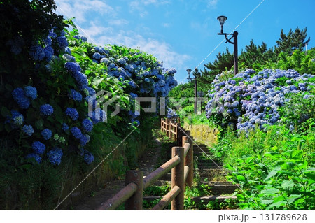 夏の竜飛岬　あじさい満開の階段国道339号 131789628