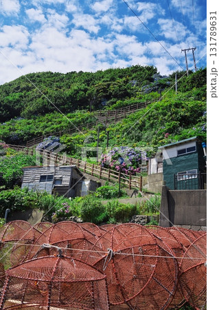 夏の竜飛岬 あじさい満開の階段国道339号 夏の竜飛岬 あじさい満開の階段国道339号 131789631