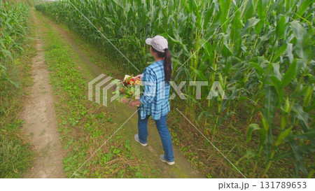 A young gardener is enthusiastically harvesting fresh produce from a lush cornfield A young gardener is enthusiastically harvesting fresh produce from a lush cornfield 131789653
