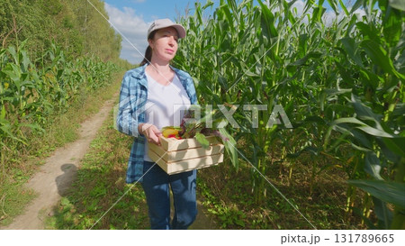 Harvesting fresh vegetables in a cornfield promotes a healthy lifestyle and community spirit Harvesting fresh vegetables in a cornfield promotes a healthy lifestyle and community spirit 131789665